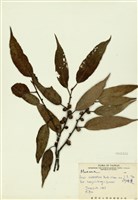 藏品(阿里山珍珠蓮)的圖片